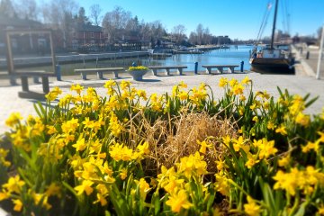Narsissit Kaupunginlahden rannassa