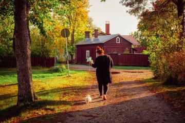 Kaunis syksyinen maisema, punainen vanha puutalo, nainen taluttaa tiellä pientä, valkeaa koiraa.