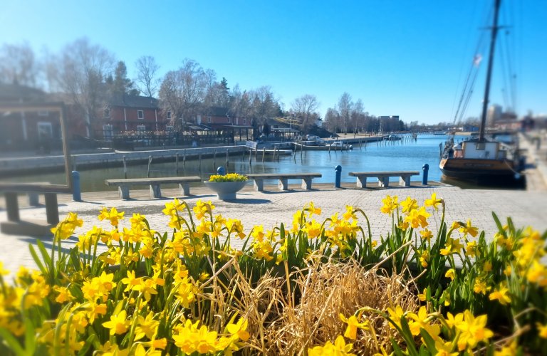 Narsissit maaliskuussa Kaupunginlahden rannalla