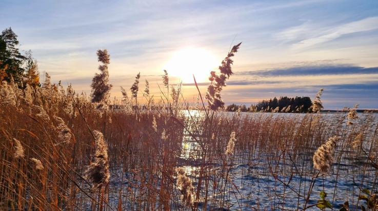 Haimion uimarannan kaislikkoa
