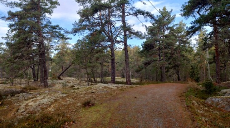 Lokalahden luontopolun männyt