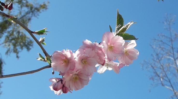 Kirsikankukkia Kirsikkapuistossa