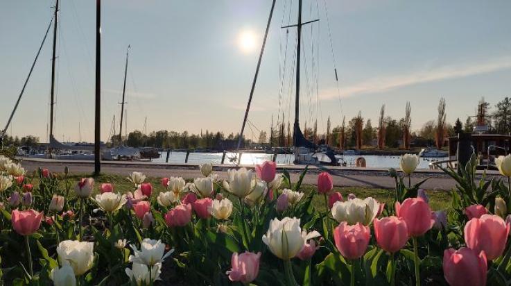 Edessä valkoisia ja vaaleanpunaisia tulppaaneja, takana kaupunginlahti ja purjeveneitä