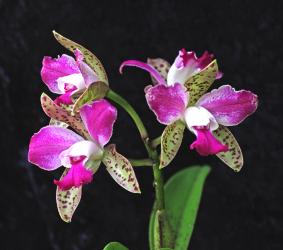 Cat. aclandiae Thai -orkidea