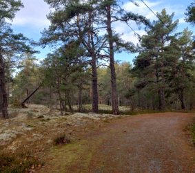 Lokalahden luontopolun männyt