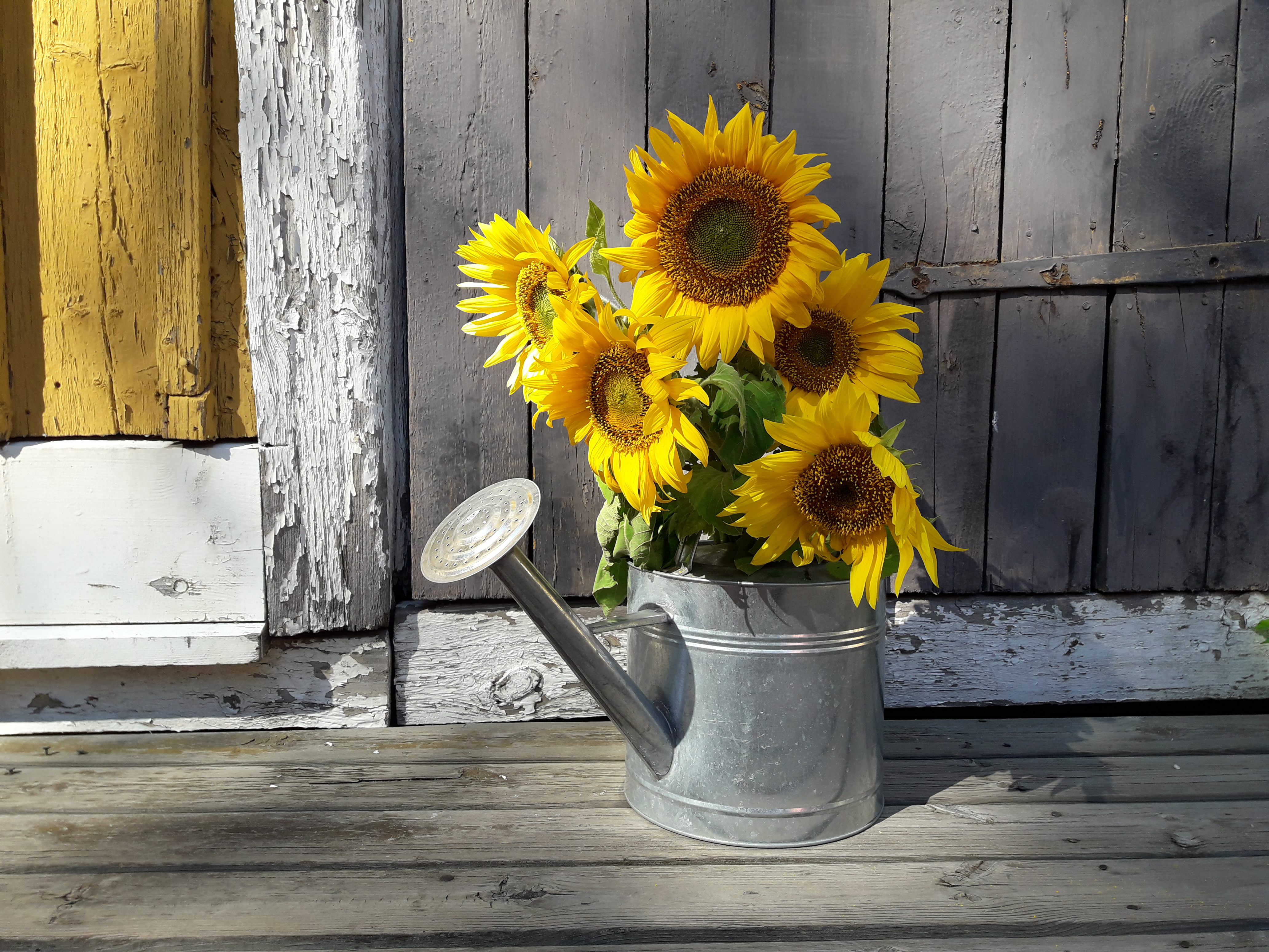 raatis ja auringonkukat