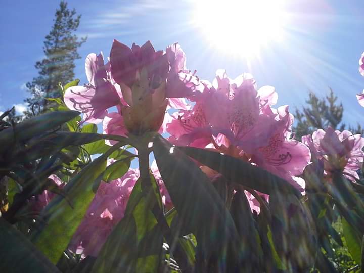 Aurinko hellii.