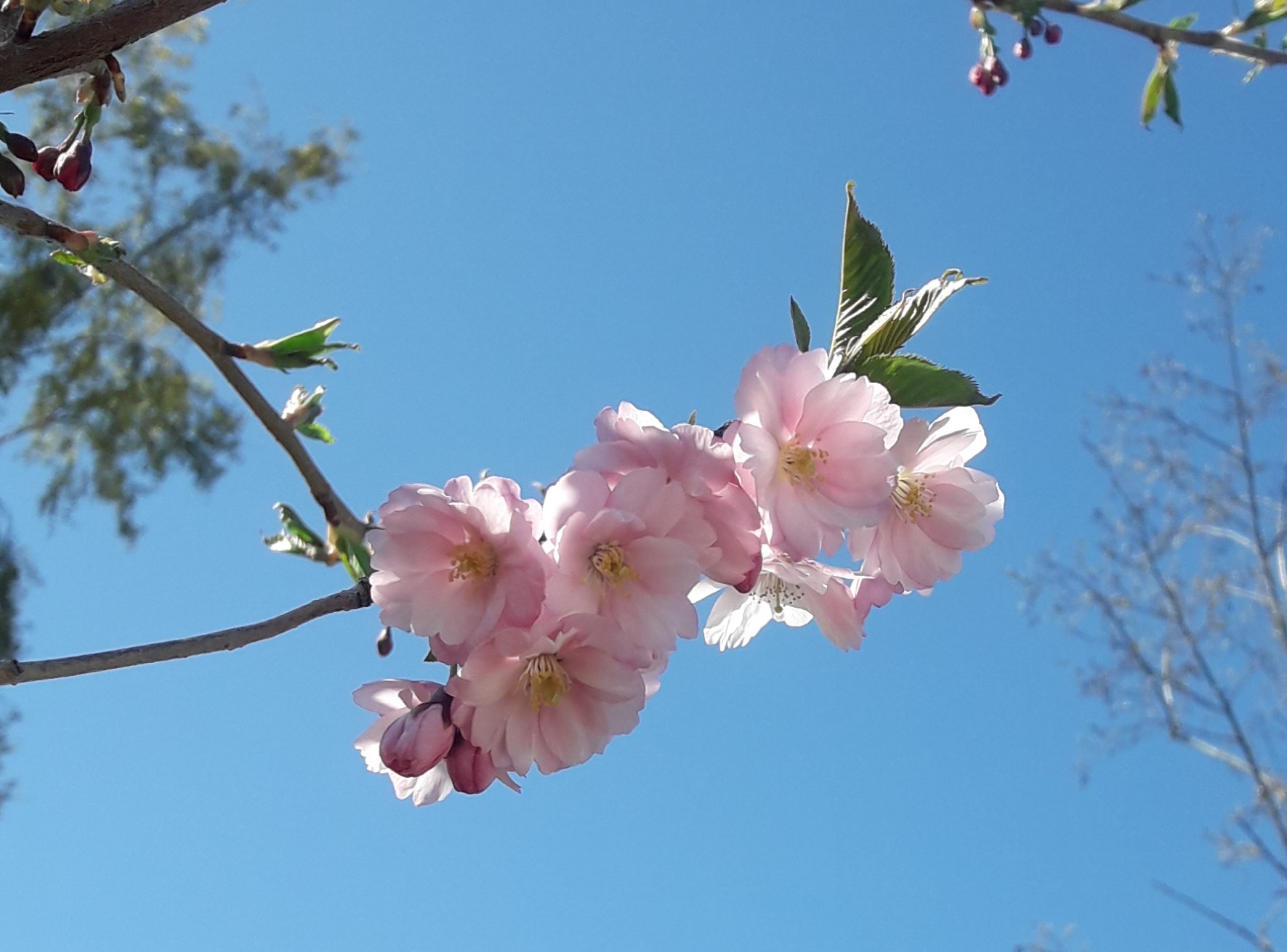 Kirsikankukkia Kirsikkapuistossa